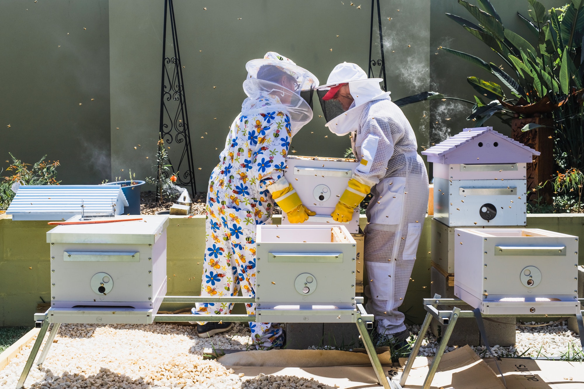 beekeeper-controlling-beehive-and-comb-frame-harvesting-honey-beekeeping-concept-1-1.jpg