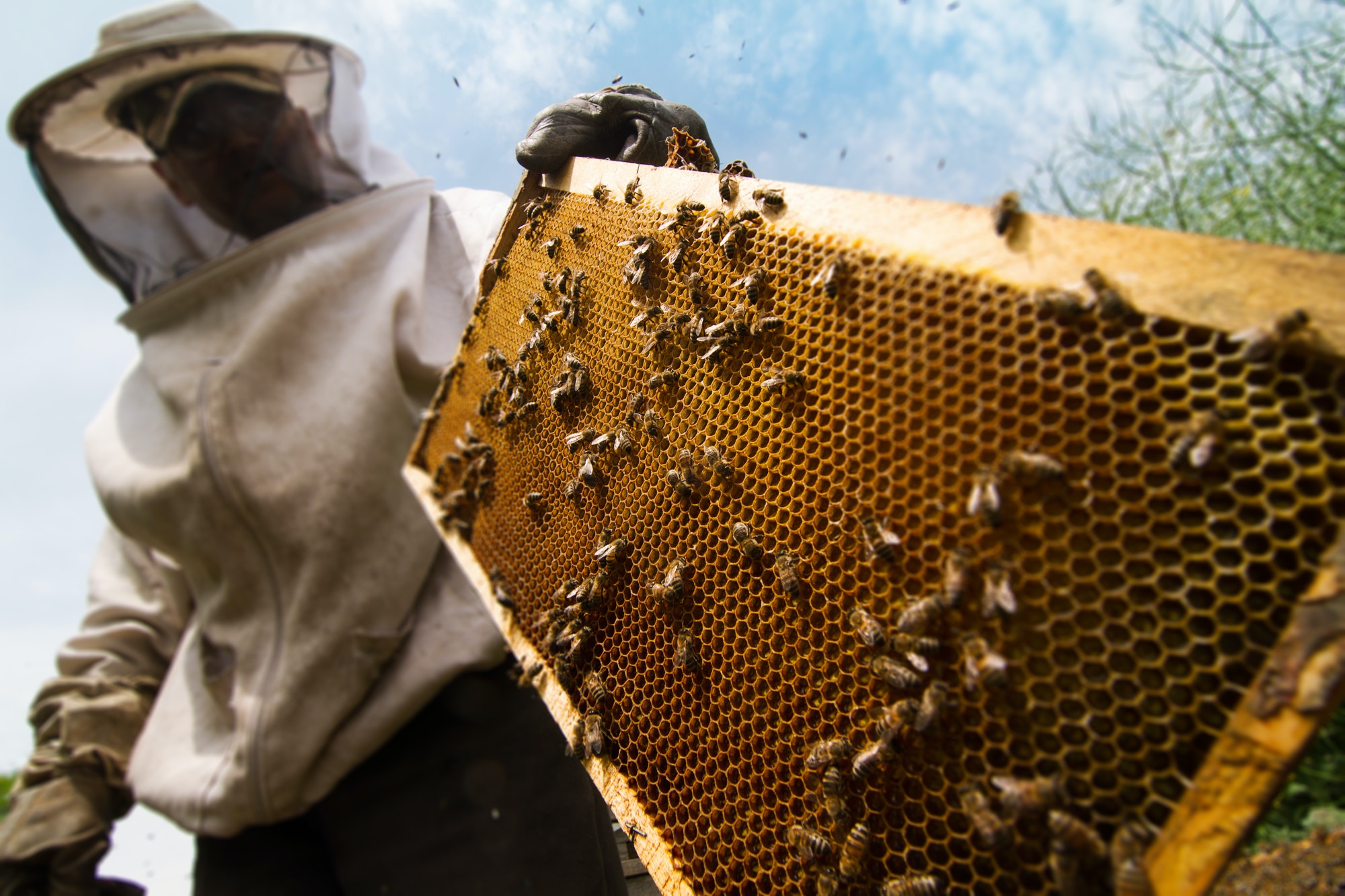 beekeeper-working-on-beehive.jpg